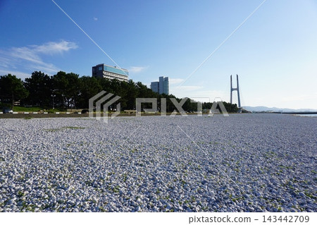 臨空大理石海灘 臨空大理石海灘 143442709