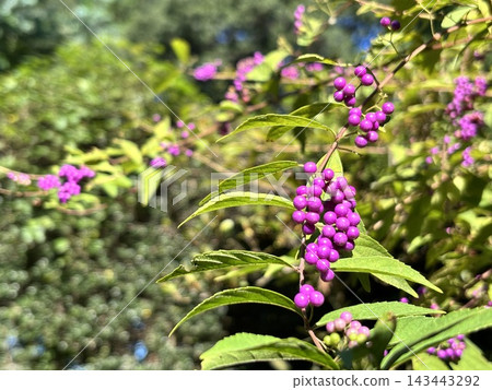 鮮豔的紫色紫珠（Callicarpa japonica） 143443292
