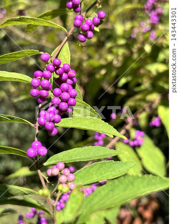 鮮豔的紫色紫珠(Callicarpa japonica) 鮮豔的紫色紫珠(Callicarpa japonica) 143443301