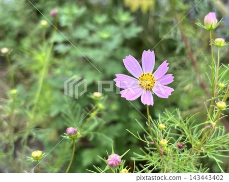 秋天，粉紅波斯菊 143443402