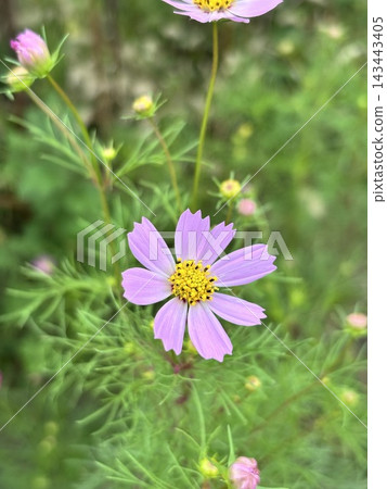 秋天，粉紅波斯菊 143443405