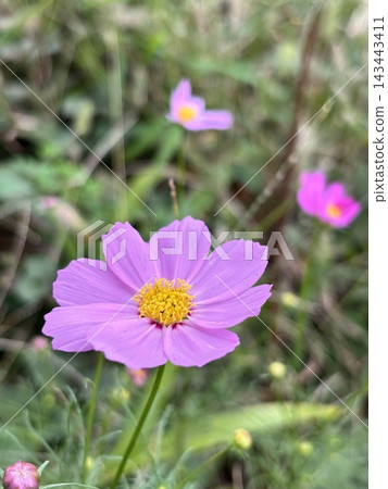 秋天，粉紅波斯菊 143443411