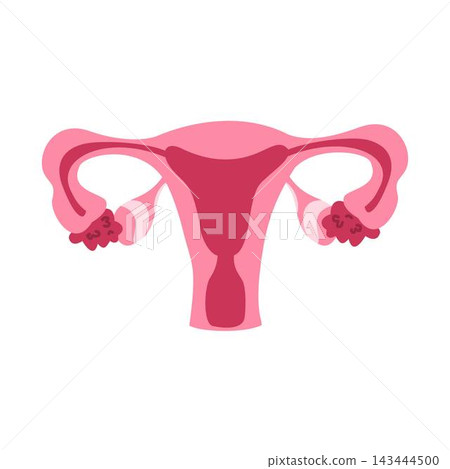 female reproductive system uterus and ovaries female reproductive system uterus and ovaries 143444500