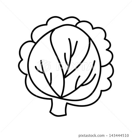 outline cabbage illustration outline cabbage illustration 143444510