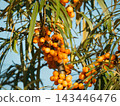 Thick clusters of bright orange sea buckthorn berries on a tree in autumn. Natural background representing organic farming, healthy superfood, harvest season, herbal medicine and vitamin source 143446476