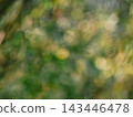 Organic backdrop featuring soft out of focus elements of a summer forest. Natural texture with warm sunbeams and light reflections for environmental design, sustainable branding and website template 143446478