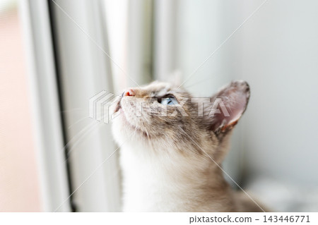 Close-up portrait of light-colored kitten gazing upward toward window, soft natural daylight highlights whiskers and fur texture with gentle creamy bokeh background Close-up portrait of light-colored kitten gazing upward toward window, soft natural daylight highlights whiskers and fur texture with gentle creamy bokeh background 143446771