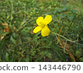 A close-up of a bright yellow wildflower with four petals, surrounded by green grass and foliage. The bright color flower stands out in a soft  natural setting. Photo taken with an old digital camera 143446790