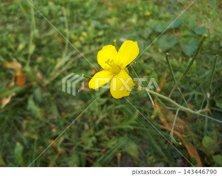 A close-up of a bright yellow wildflower with four petals, surrounded by green grass and foliage. The bright color flower stands out in a soft  natural setting. Photo taken with an old digital camera 143446790