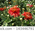 Bright red chrysanthemums bloom among green foliage. The flowers display various stages of opening, showcasing their vibrant color and intricate petal structure. 143446791