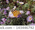 A colorful butterfly rests on purple flowers (Michaelmas daisy, Aster) in a garden. The butterfly (Painted lady) has orange and black patterns. Photograph taken with an old digital camera 143446792