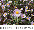 Vibrant display of purple flowers (Michaelmas daisy, Aster) with yellow centers, lush green foliage back. The scene captures the beauty of nature in full bloom. Photo taken with an old digital camera 143446793