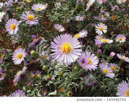 Vibrant display of purple flowers (Michaelmas daisy, Aster) with yellow centers, lush green foliage back. The scene captures the beauty of nature in full bloom. Photo taken with an old digital camera Vibrant display of purple flowers (Michaelmas daisy, Aster) with yellow centers, lush green foliage back. The scene captures the beauty of nature in full bloom. Photo taken with an old digital camera 143446793