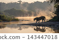 Jaguars, Kings of the Pantanal 143447018