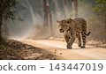 Jaguars, Kings of the Pantanal 143447019