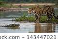 Jaguars, Kings of the Pantanal 143447021