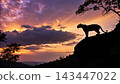 Jaguars, Kings of the Pantanal 143447022