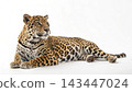 Jaguars, Kings of the Pantanal 143447024