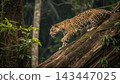 Jaguars, Kings of the Pantanal 143447025