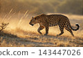 Jaguars, Kings of the Pantanal 143447026