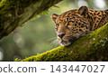 Jaguars, Kings of the Pantanal 143447027