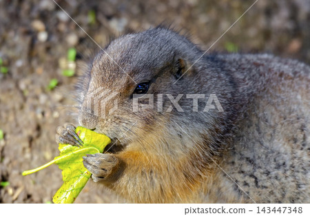 ground squirrel eating green leaf ground squirrel eating green leaf 143447348