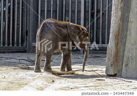 young elephant in a zoo young elephant in a zoo 143447349