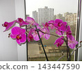 A vibrant pink orchid plant with multiple blossoms, positioned near a window overlooking a cityscape with tall buildings in the background. Everyday still life. Photo taken with an old digital camera 143447590