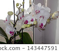 White orchids with pink centers bloom gracefully in a bright indoor setting. Green leaves provide a lush backdrop, enhancing the floral display. Everyday still life. 143447591