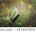 Wild male grey-faced woodpecker Picus canus perching on oily black burned stump after forest fire. Dramatic wildlife print for interior wall art. Forest regeneration concept. Beautiful natural poster 143447804