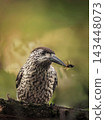 Atmospheric vertical wildlife portrait of a ruffled spotted nutcracker bird holding a large stinging hornet in its beak. Cinematic view through green foliage for luxury home interior wall art decor 143448073