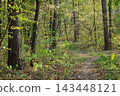 A forest path into the autumn forest 143448121