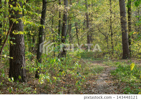A forest path into the autumn forest A forest path into the autumn forest 143448121