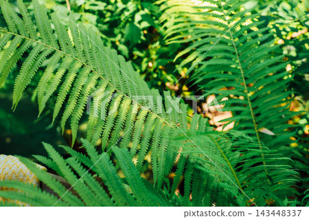 Lush green ferns growing in a vibrant forest during a sunny afternoon 143448337
