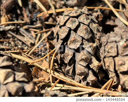 Close up of pine cones resting on earthy forest floor during warm sunlight Close up of pine cones resting on earthy forest floor during warm sunlight 143448584