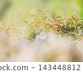 Ethereal dreamlike horizontal nature background of wild solidago grass stems and fluffy seeds in sunny august field. Representing mindfulness, tranquility, peace and calm. Soft focus, copy space 143448812