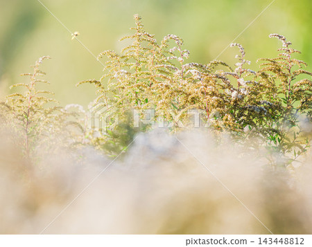 Ethereal dreamlike horizontal nature background of wild solidago grass stems and fluffy seeds in sunny august field. Representing mindfulness, tranquility, peace and calm. Soft focus, copy space Ethereal dreamlike horizontal nature background of wild solidago grass stems and fluffy seeds in sunny august field. Representing mindfulness, tranquility, peace and calm. Soft focus, copy space 143448812
