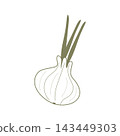 vector illustration onion 143449303
