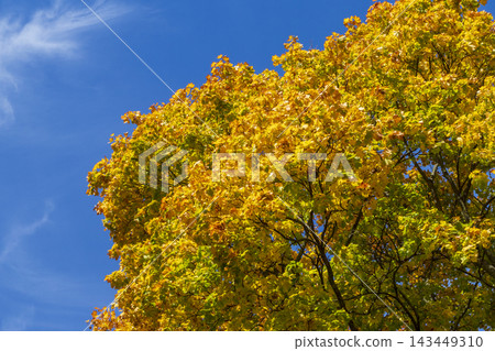 Young maple tree with green and bright orange autumn leaf transition Young maple tree with green and bright orange autumn leaf transition 143449310