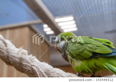 Green monk parakeet perching on a thick rope swing Green monk parakeet perching on a thick rope swing 143449312