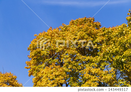 Young maple tree with green and bright orange autumn leaf transition. Background Young maple tree with green and bright orange autumn leaf transition. Background 143449317