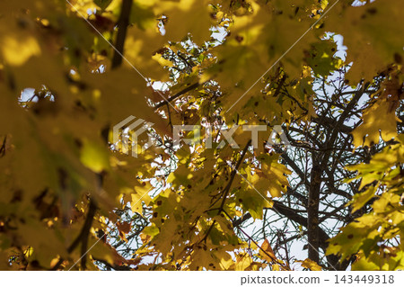 Young maple tree with green and bright orange autumn leaf transition. Background Young maple tree with green and bright orange autumn leaf transition. Background 143449318