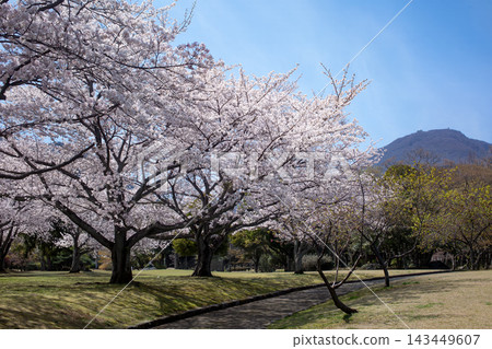別府南立石公園和鶴見山的櫻花 別府南立石公園和鶴見山的櫻花 143449607