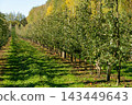 Apple orchard with young trees, abundant green fruit and fallen apples 143449643