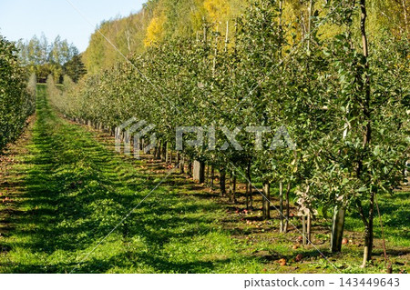 Apple orchard with young trees, abundant green fruit and fallen apples Apple orchard with young trees, abundant green fruit and fallen apples 143449643