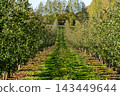 Green apples scattered on grass between rows of trees 143449644