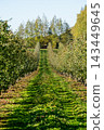 Apple orchard with rows of trees and fallen fruit along a grassy path 143449645