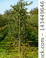Apple orchard with young trees, abundant green fruit and fallen apples 143449646