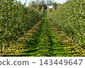 Apple orchard with rows of trees and fallen fruit along a grassy path 143449647
