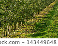 Apple orchard with young trees, abundant green fruit and fallen apples 143449648